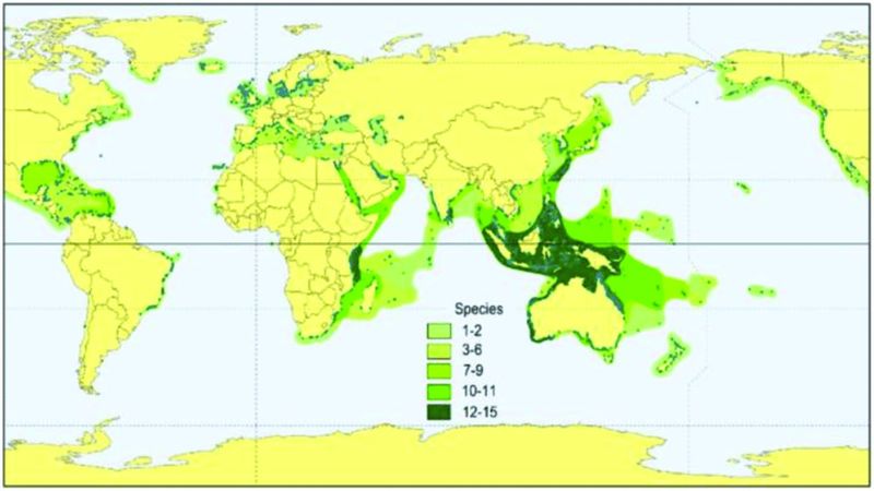 File:SeagrassWorldMap UNEP 2011.jpg