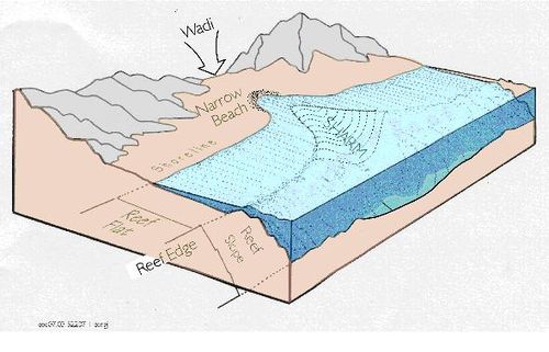 Diagram showing a Fringing Reef along the Red Sea Coast . A dry river, a Wadi, and a local bay, a sharm, is also shown.