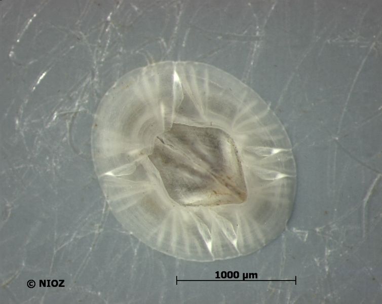 File:Balanusimprovisus.jpg