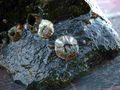 Amphibalanus amphitrite4.jpg