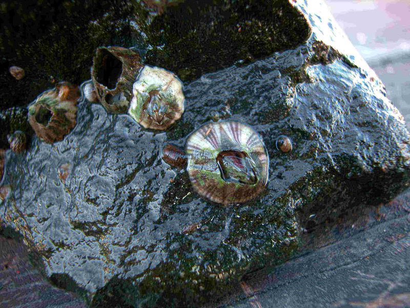 File:Amphibalanus amphitrite4.jpg