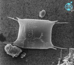 Odentella sinensis2.jpg