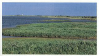 Typical protected coast, Rødby Lagoon, Denmark.
