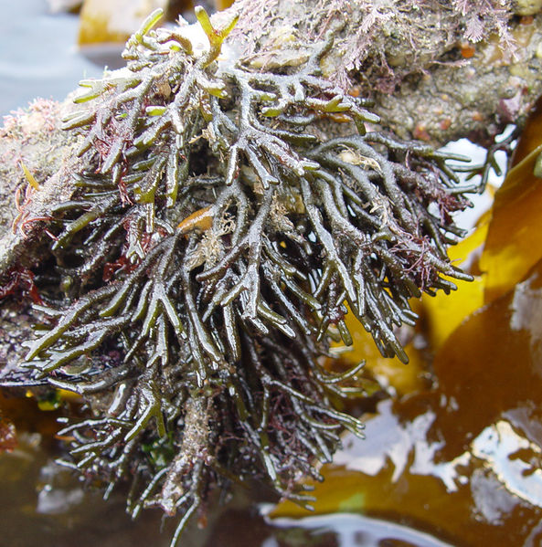 File:Codium fragile.jpg