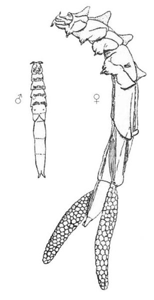 File:Mytilicola intestinalis.jpg