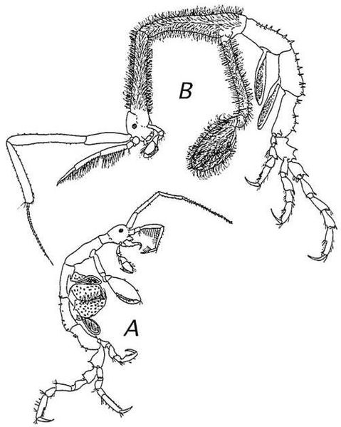 File:Caprella mutica4.jpg
