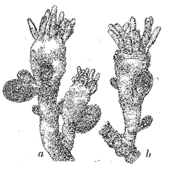 File:Garveia franciscana2.jpg