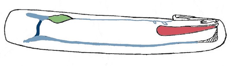 File:Ensis directus drawing.jpg