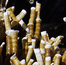 Ficopomatus enigmaticus3.jpg