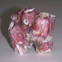 Megabalanus coccopoma2.jpg