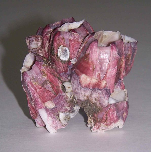 File:Megabalanus coccopoma2.jpg