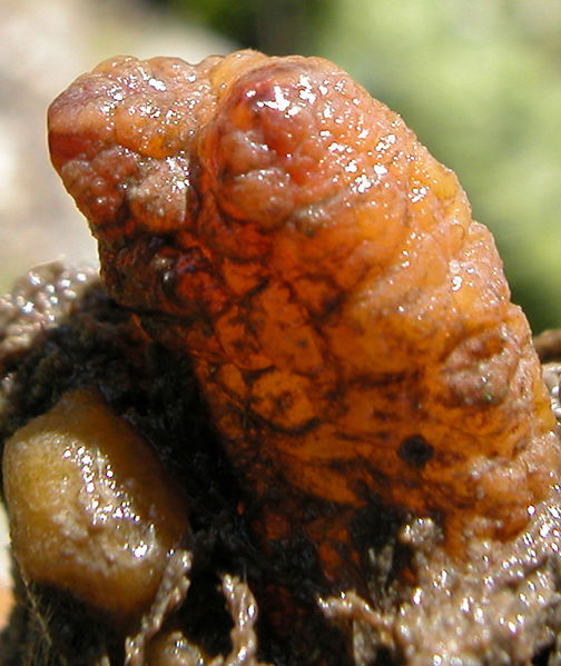 File:Styela clava2.jpg