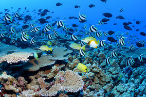 Coral reef - Wikipedia