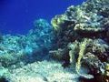Coralreef.jpg