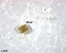 Coscinodiscus wailesii.jpg