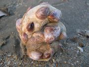 Crepidula fornicata.jpg