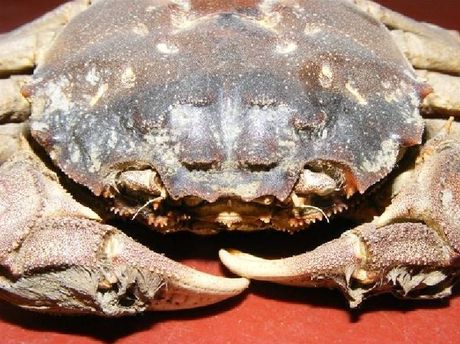 Chinese Wolhandkrab Coastal Wiki