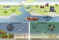 Eutrophication Input Effect OSPAR2010.jpg