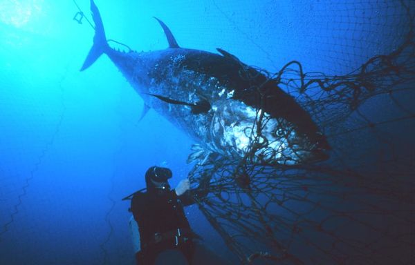 Overexploitation - Coastal Wiki