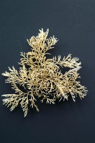 File:Tricellaria inopinata 1.jpg