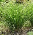 ChrysopogonZizanioides.jpg
