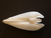 Petricolaria pholadiformis3.png