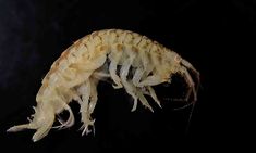 Dikerogammarus villosus2.jpg