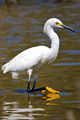 Egretta thula.jpg