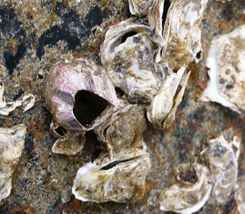 Megabalanus tintinabulum2.jpg