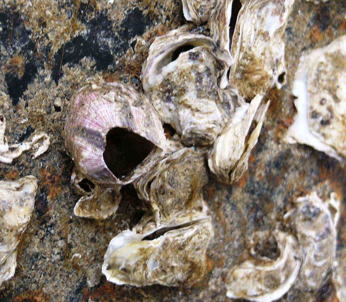 File:Megabalanus tintinabulum2.jpg