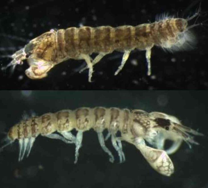 File:Sinelobus stanfordi2.jpg