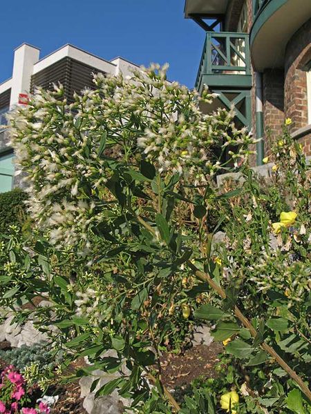 File:Baccharis haliminifolia.jpg