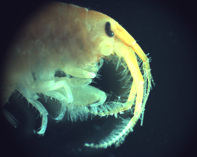 File:Dikkerogamarus villosus4.jpg