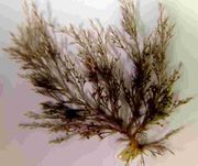 padding:0.5em 0em 0em 0em