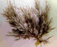 Neosiphonia harvei.jpg