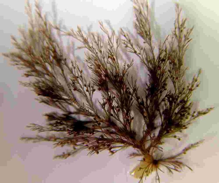 File:Neosiphonia harvei.jpg