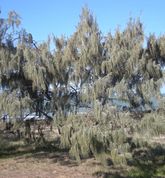 Shore protection vegetation - Coastal Wiki