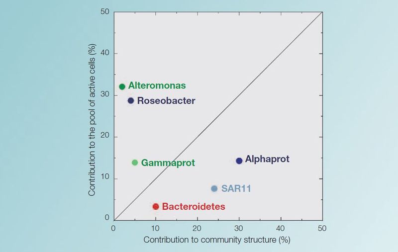 File:Bacterial abundance.jpg