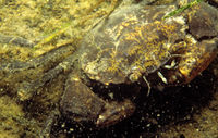 Rhithropanopeus harrisii2.jpg
