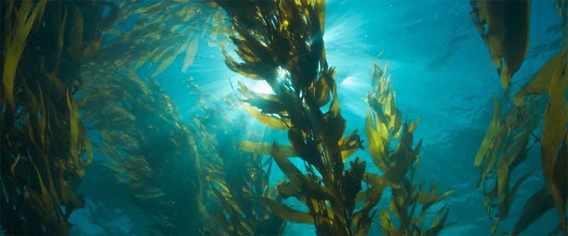 File:KelpForest.jpg
