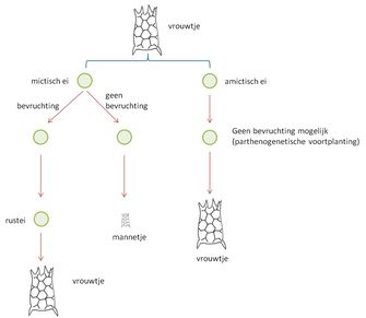 Keratella tropica .jpg
