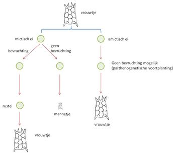 Keratella tropica .jpg