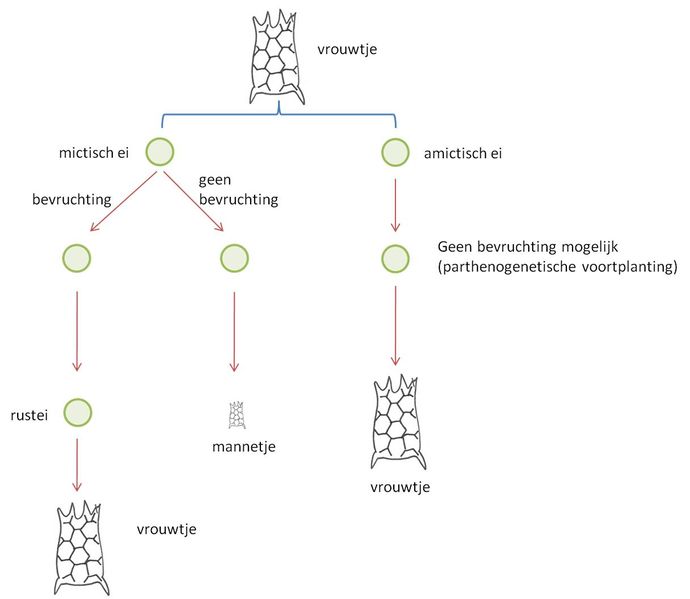 File:Keratella tropica .jpg