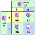 300px-Punnett square mendel flowers.svg.png