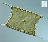 Odentella sinensis.jpg