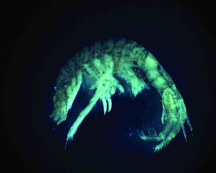 File:Chelicorophium curvispinum2.jpg