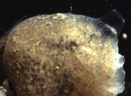 Diplosoma listerianum3.jpg