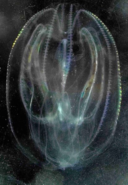 File:Mnemiopsis leidyi3.jpg