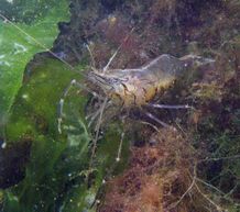 Palaemon macrodactylus.jpg