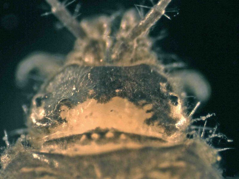 File:Proasellus coxalis2.jpg